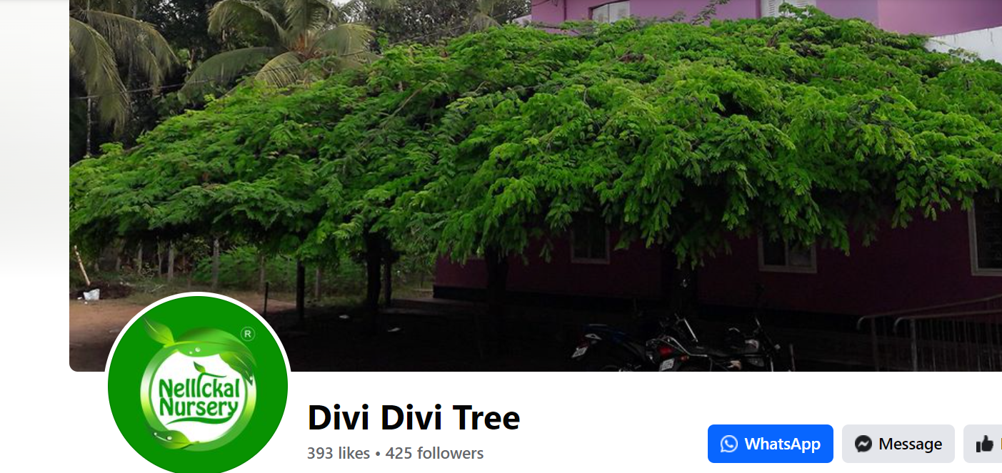 (13) Divi Divi Tree