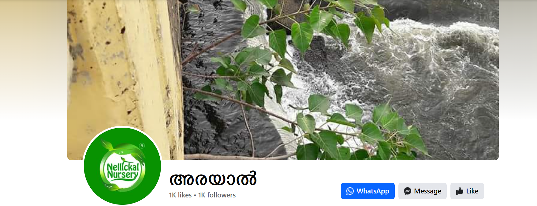 (25) അരയാൽ