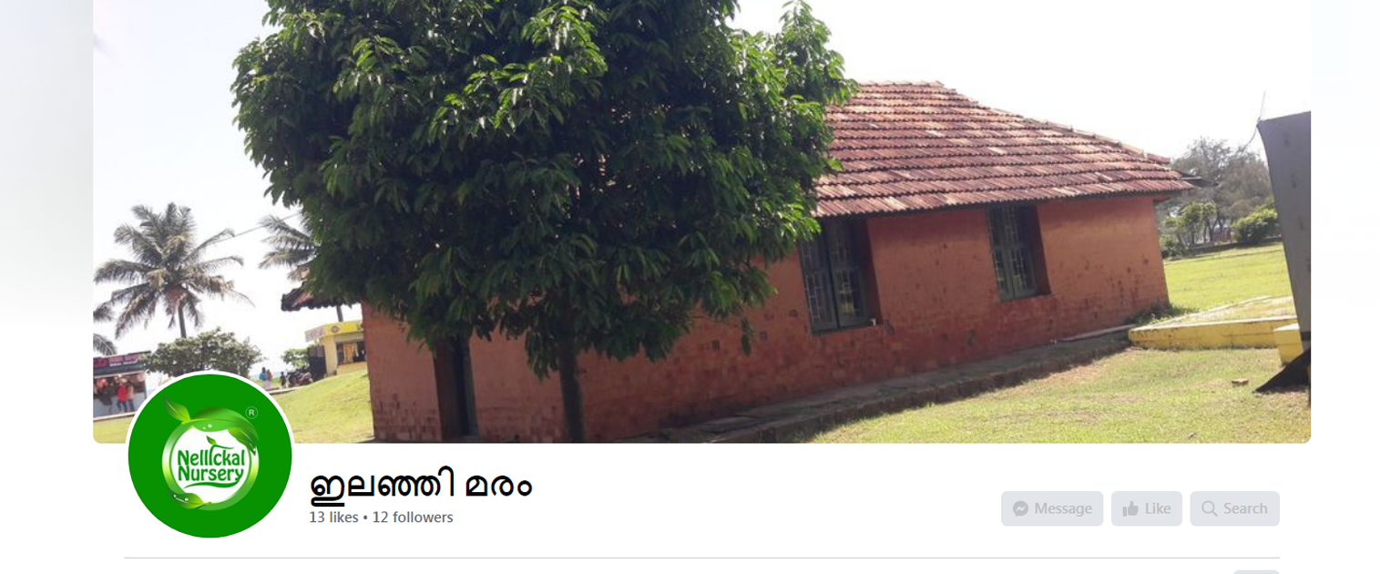 (29) ഇലഞ്ഞി മരം